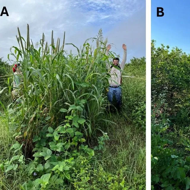 thumbnail for publication: Cover Crops for Florida Citrus: Practical Considerations and Their Impact on Soil Microbes